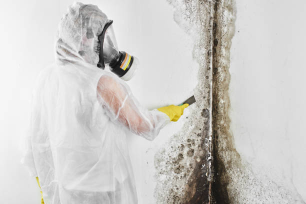 Reliable Jackson, CA Mold Removal Solutions