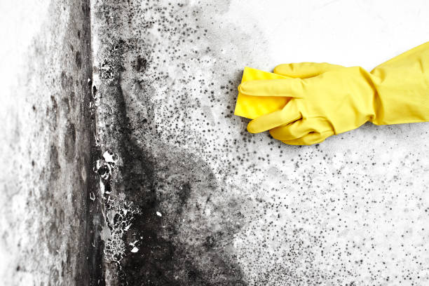 Best Mold Inspection  in Jackson, CA