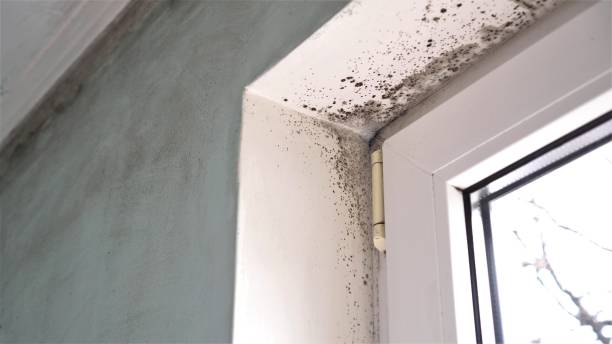 Best Mold Damage Repair  in Jackson, CA