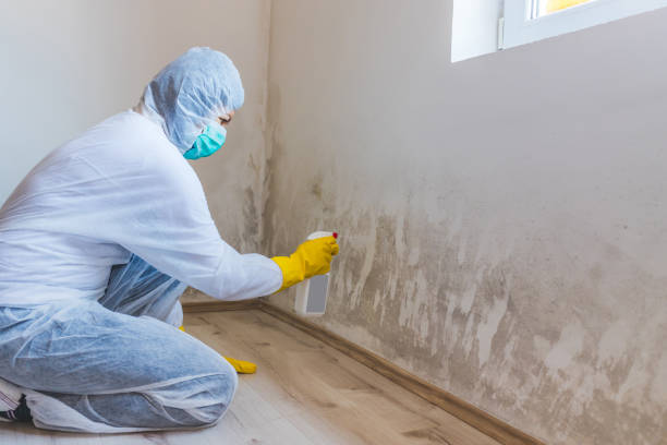 Certified Mold Removal in Jackson, CA