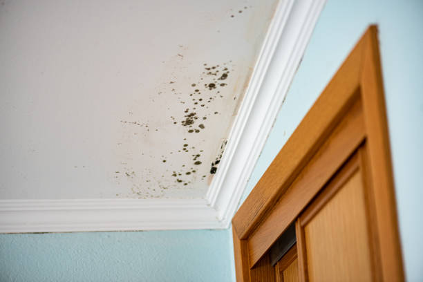 Best Mold Removal and Inspection  in Jackson, CA