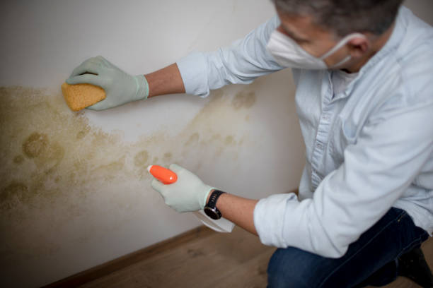 Best Fast Mold Removal  in Jackson, CA