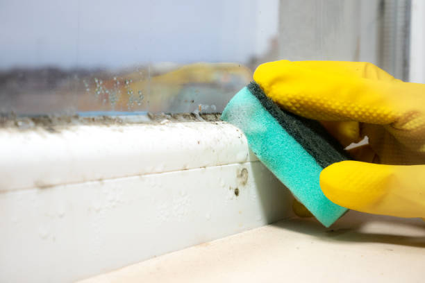 Best Professional Mold Removal  in Jackson, CA