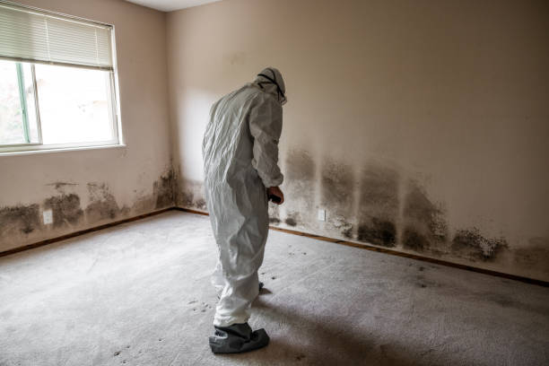 Best Affordable Mold Removal  in Jackson, CA