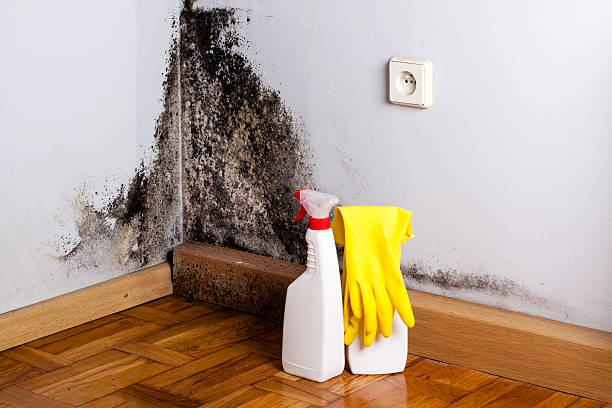 Best Local Mold Removal Service  in Jackson, CA