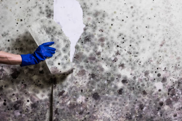 Best Same-Day Mold Removal  in Jackson, CA
