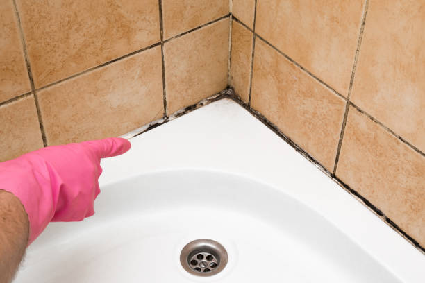  Jackson, CA Mold Removal Pros
